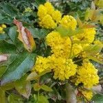 Berberis aquifolium flower picture by Karin M (cc-by-sa)