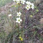 Saxifraga paniculata flower picture by Jiří Voříšek (cc-by-sa)