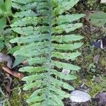 Blechnum laevigatum habit picture by Trap Hers (cc-by-sa)