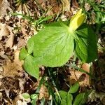 Trillium luteum leaf picture by Philip Enteles (cc-by-sa)