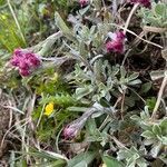 Antennaria dioica habit picture by grutz (cc-by-sa)