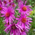 Symphyotrichum novae-angliae fruit picture by Severin Ronald (cc-by-sa)