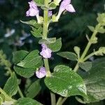 Scutellaria ovata flower picture by Gayle Judkins (cc-by-sa)