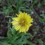 Pyrrhopappus carolinianus flower picture by Kevin Yeman (cc-by-sa)