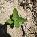 Asclepias sullivantii leaf picture by Gordon Gordon (cc-by-sa)