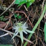 Passiflora capsularis flower picture by Yesid Sierra Plata (cc-by-sa)