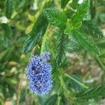 Ceanothus thyrsiflorus flower picture by Joan Lansdell (cc-by-sa)