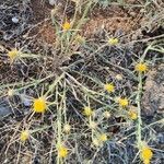 Centaurea solstitialis habit picture by Fanny G (cc-by-sa)