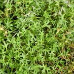 Saxifraga fragilis leaf picture by Llandrich anna (cc-by-sa)