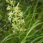 Ornithogalum pyrenaicum flower picture by Olivier Ruau (cc-by-sa)