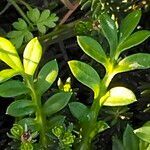 Cotula australis leaf picture by Maarten Vanhove (cc-by-sa)