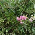 Lathyrus sylvestris habit picture by Kateřina P (cc-by-sa)