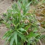 Cynoglossum officinale leaf picture by Murphy Michael (cc-by-sa)