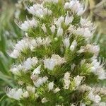 Echium aculeatum flower picture by Jaime Diaz Pacheco (cc-by-sa)