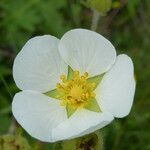 Drymocallis rupestris flower picture by Llandrich anna (cc-by-sa)