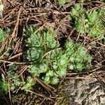 Sempervivum montanum leaf picture by jessica de pastors (cc-by-sa)