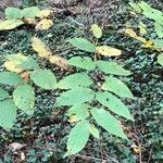 Juglans nigra habit picture by Christopher Caruso (cc-by-sa)