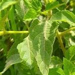 Lantana involucrata leaf picture by Trap Hers (cc-by-sa)