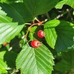 Crataegus persimilis fruit picture by Richard Wideman (cc-by-sa)