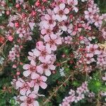 Leptospermum scoparium flower picture by jagwinder singh (cc-by-sa)