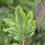 Dombeya acutangula leaf picture by J. Champ (cc-by-sa)