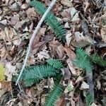 Polystichum acrostichoides habit picture by Elijah Jay (cc-by-sa)