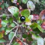 Vaccinium arboreum fruit picture by Eli Small (cc-by-sa)