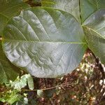 Callichlamys latifolia leaf picture by Nelson Zamora Villalobos (cc-by-nc)