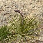 Yucca angustissima leaf picture by John Taylor (cc-by-sa)