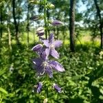 Campanula americana flower picture by Paige Orna (cc-by-sa)