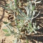 Senecio crassiflorus leaf picture by Trap Hers (cc-by-sa)