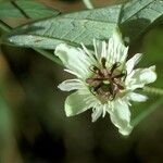 Passiflora vespertilio flower picture by Daniel Barthelemy (cc-by-nc)