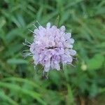 Succisella inflexa flower picture by Jules Blanchard (cc-by-sa)