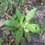 Dysphania ambrosioides leaf picture by Flores Mariano (cc-by-sa)