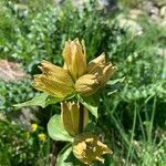 Gentiana punctata flower picture by Mirjam Kessler (cc-by-sa)