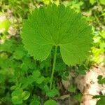 Ranunculus cassubicus leaf picture by Tatiana Khudiakova (cc-by-sa)