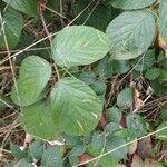 Rubus schleicheri leaf picture by Jitka Bůžková (cc-by-sa)