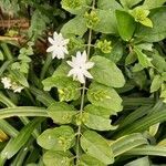 Jasminum multiflorum flower picture by Ramanan Venkataraman (cc-by-sa)