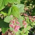 Ribes sanguineum leaf picture by Lewis Turner (cc-by-sa)