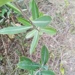 Bupleurum fruticosum leaf picture by Omur Rafa (cc-by-sa)