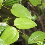 Smilax walteri leaf picture by Maarten Vanhove (cc-by-sa)