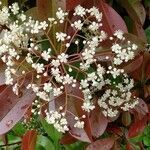 Photinia glabra flower picture by Kenneth Parker (cc-by-sa)