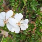 Rosa sempervirens flower picture by Comotti Ermanno (cc-by-sa)