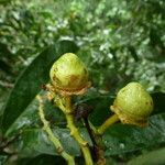 Eschweilera coriacea fruit picture by Gabriel Ollivier (cc-by-sa)