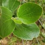 Ceanothus velutinus leaf picture by Cade Lillquist (cc-by-sa)