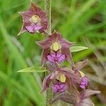 Epipactis atrorubens flower picture by Claire Perrachon (cc-by-sa)