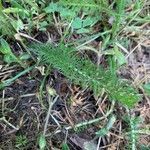 Achillea nobilis leaf picture by Brimbois (cc-by-sa)