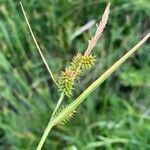 Carex mairei flower picture by F. Manzano (cc-by-sa)