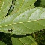 Alchornea latifolia leaf picture by Nelson Zamora Villalobos (cc-by-nc)