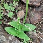 Habenaria tridactylites leaf picture by Pestano Miguel (cc-by-sa)